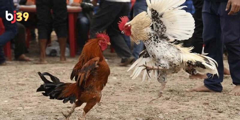 coi đá gà cựa sắt campuchia coi đá gà cựa sắt campuchia