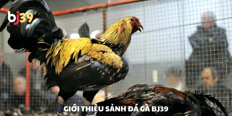 Giới thiệu về sảnh đá gà BJ39 Giới thiệu về sảnh đá gà BJ39