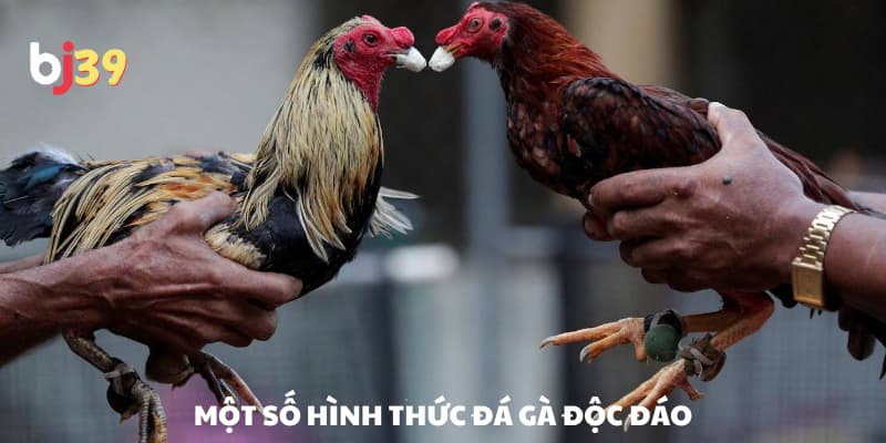 Một số hình thức đá gà hấp dẫn Một số hình thức đá gà hấp dẫn
