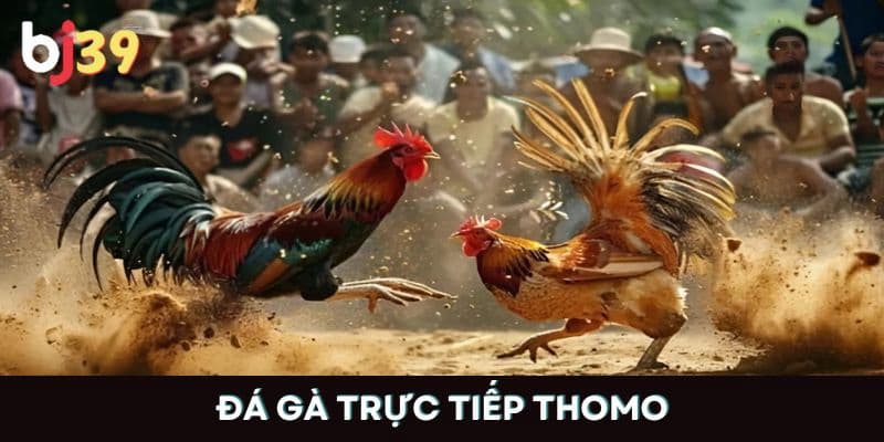 Đá gà trực tiếp ở Thomo Giới thiệu đá gà trực tiếp ở Thomo