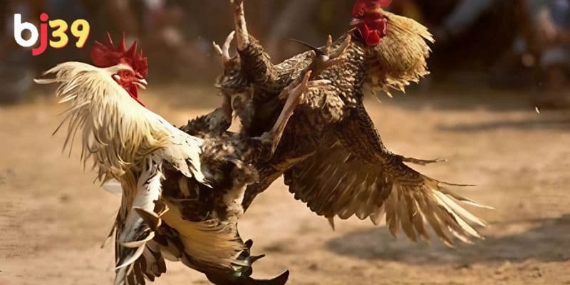 Đá gà trực tiếp ở Thomo Cách thức phân định thắng/thua