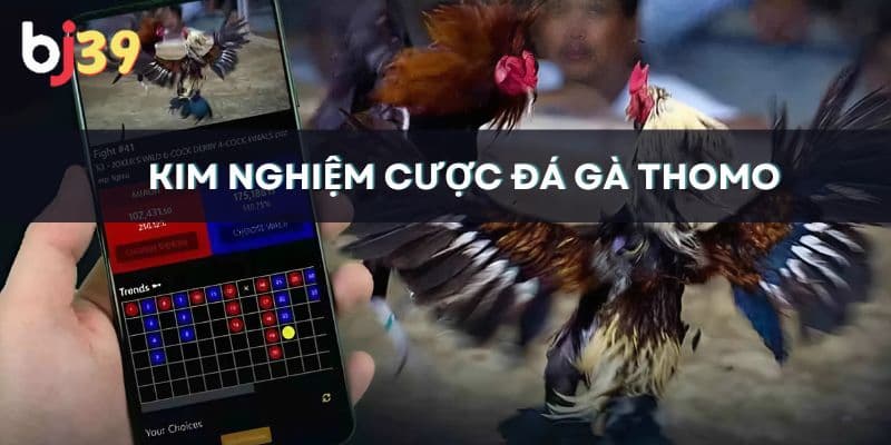Đá gà trực tiếp ở Thomo Kinh nghiệm cược đá gà Thomo từ cao thủ