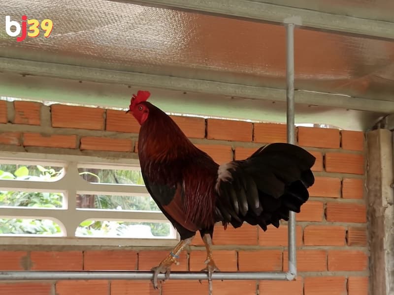 mít trà cú đá gà THOMO mít trà cú đá gà THOMO
