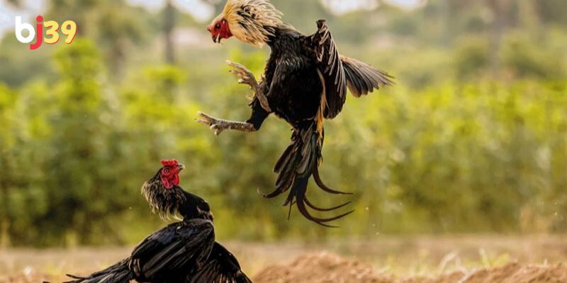 SV388 đá gà tốt nhất Việt Nam Những loại hình kê chiến chỉ có tại SV388 đá gà tốt nhất Việt Nam