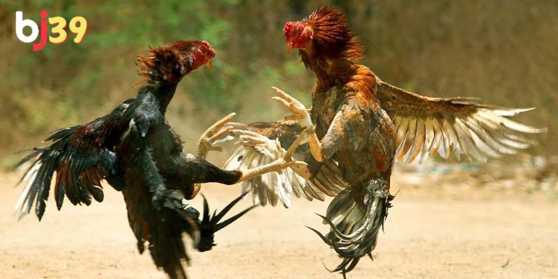 Trực tiếp đá gà có bình luận Hình ảnh sắc nét, âm thanh có độ trễ thấp