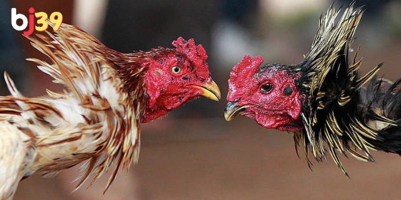 Trực tiếp đá gà có bình luận Thư giãn và giảm căng thẳng sau những giờ đi làm, đi học mệt mỏi