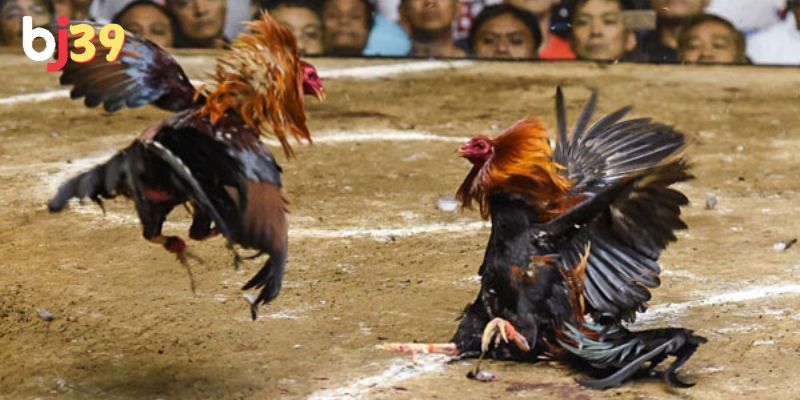 trực tiếp đá gà khmer Giới thiệu sơ lược về đá gà Khmer