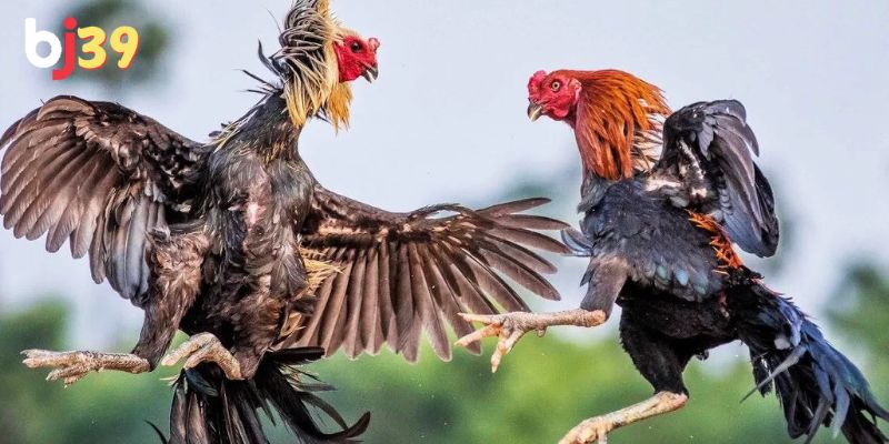 trực tiếp đá gà khmer Lưu ý khi xem đá gà trực tiếp Khmer