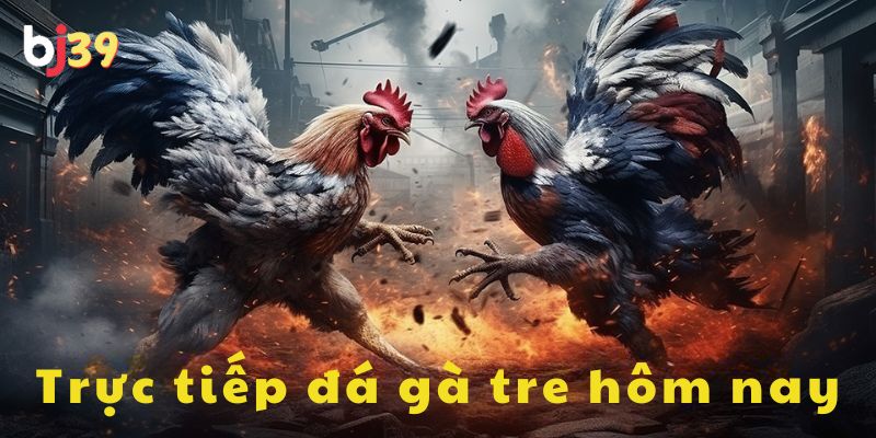 Trực tiếp đá gà tre hôm nay Tổng quan trực tiếp đá gà tre hôm nay