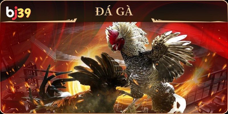Trực tiếp đá gà tre hôm nay Những ưu điểm tạo nên tên tuổi của sân chơi trực tiếp đá gà tre hôm nay