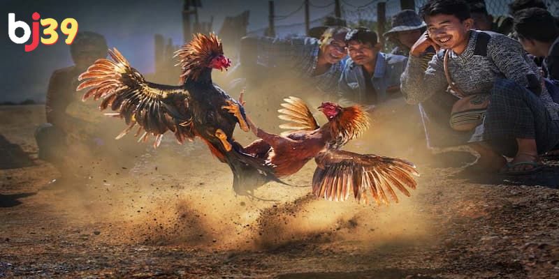 Đá gà Campuchia Kinh nghiệm chơi đá gà Campuchia hiệu quả