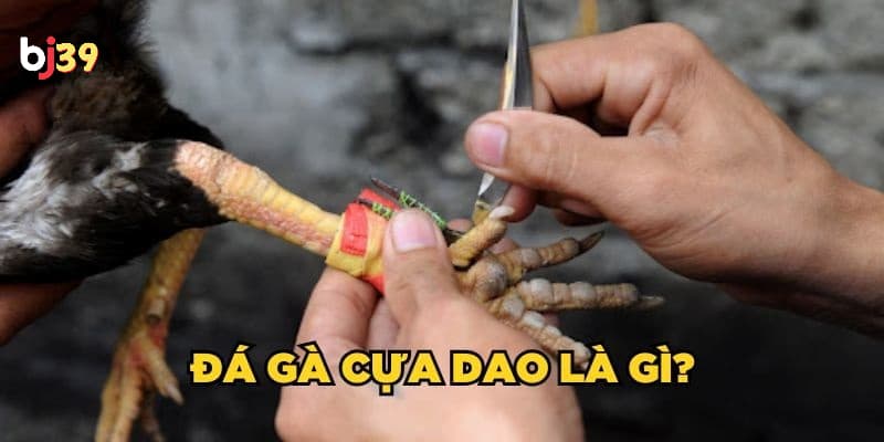 Đá gà cựa dao Đá gà cựa dao