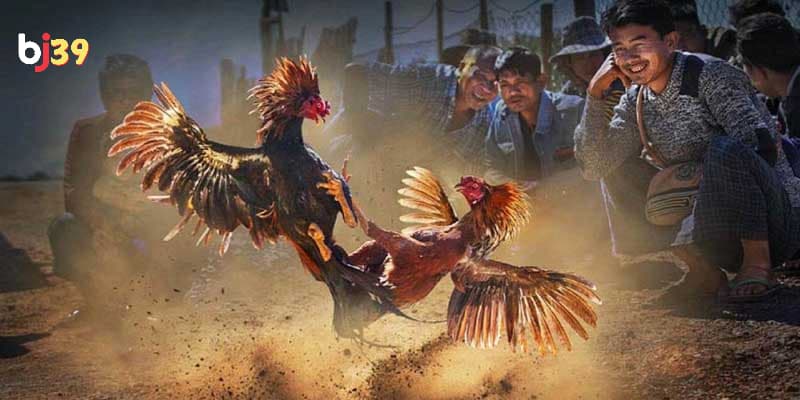 Đá gà cựa dao Đá gà cựa dao