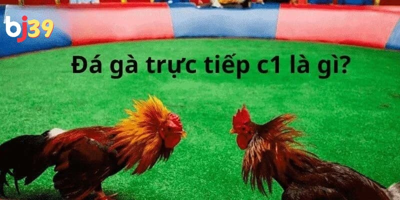 Đá gà trực tiếp C1 Đá gà trực tiếp C1