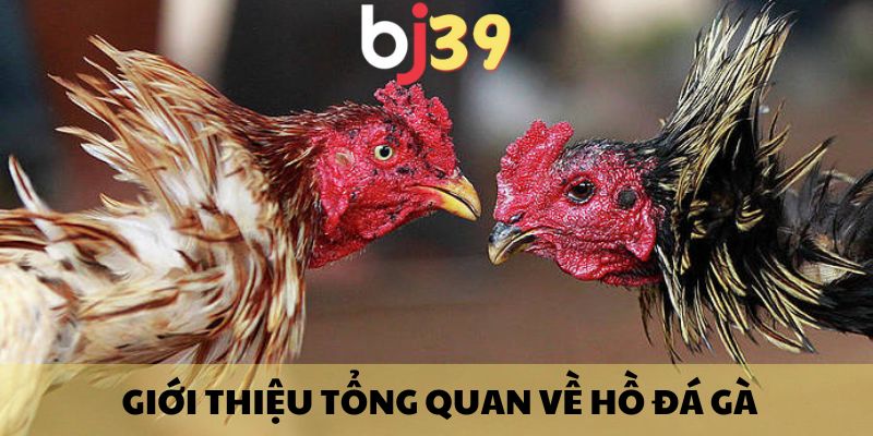 Giới thiệu tổng quan về hồ đá gà