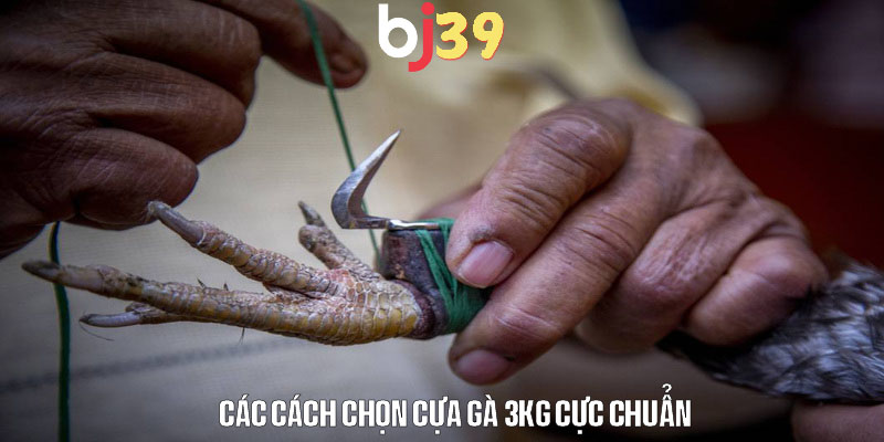 Hướng dẫn chọn cựa gà tăng tỷ lệ thắng cho sư kê