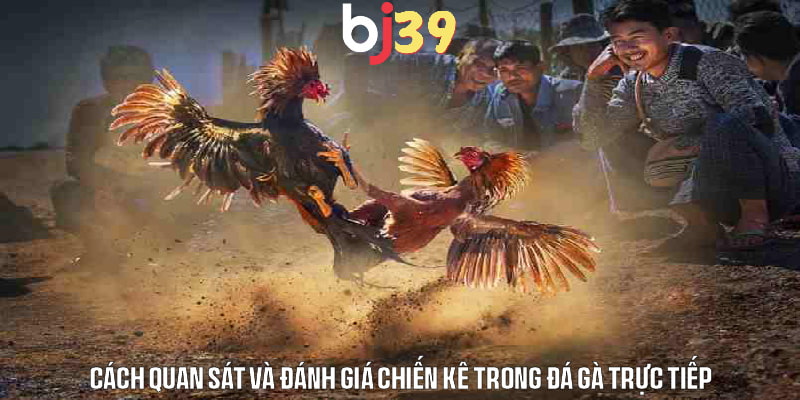 Hướng dẫn quan sát và đánh giá chiến kê khi xem trực tiếp