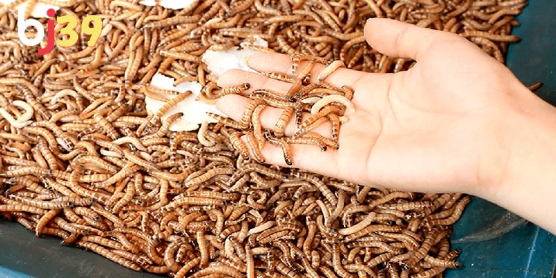 Hằng ngày cho gà chọi ăn gì để sung và có sức chiến đấu