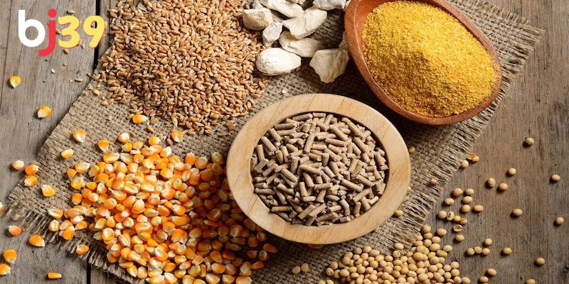 Quy trình chăm sóc và nuôi dưỡng gà chiến ra sao