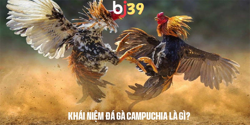 Tổng quan về khái niệm đá gà Campuchia là gì?