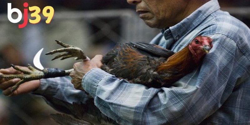Quy định luật chơi đá gà cựa dao là gì?