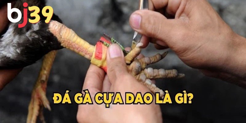 Tìm hiểu chi tiết về hình thức đá gà cựa dao là gì?