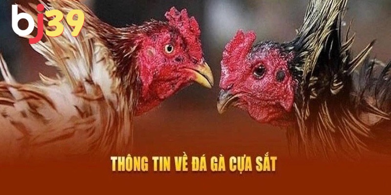 Chia sẻ về luật chơi đá gà cựa sắt là gì?