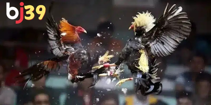 Có nhiều cách chơi đá gà cựa sắt thắng lớn
