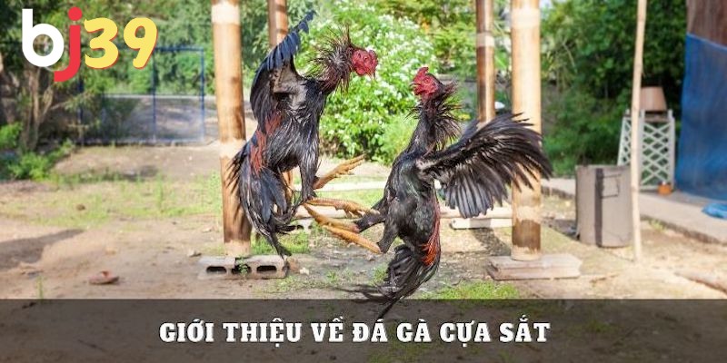 Tìm hiểu hình thức đá gà cựa sắt là gì cụ thể