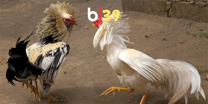 Điểm khác biệt của đá gà đòn với đá gà cựa