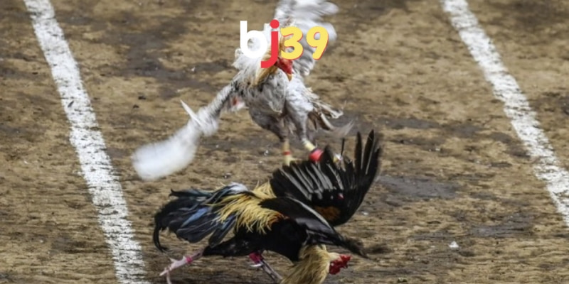 Định nghĩa đá gà đòn là gì?