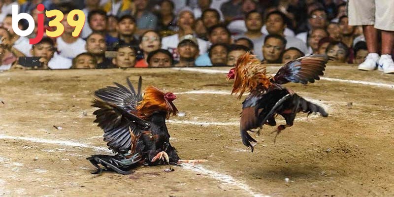 3 hình thức đá gà khá phổ biến