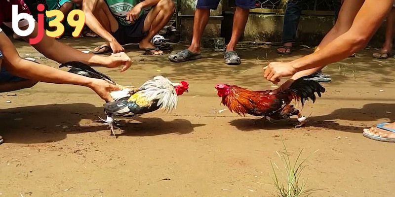 Giải đáp Đá gà là gì?