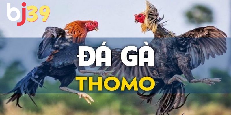 Luật chơi đá gà Thomo là gì?