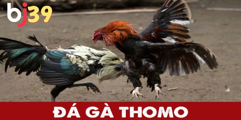 Tìm hiểu về đá gà Thomo là gì?