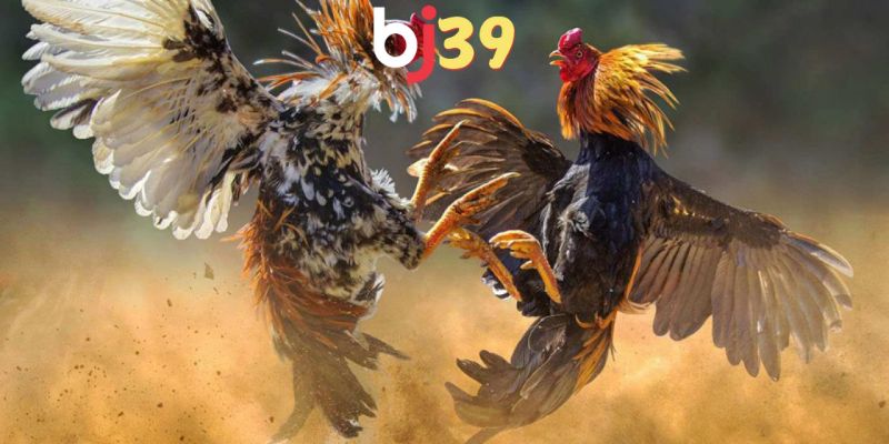 Cách chơi đá gà phổ biến tại thị trường cá cược hiện nay