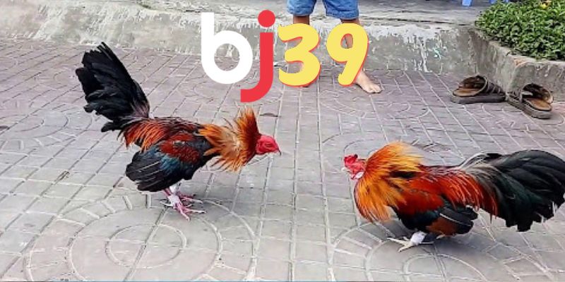 Nhớ rõ các hình thức thi đấu