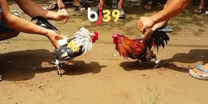 Lý do cần cho gà chọi đá 3 hồ nghỉ ngơi