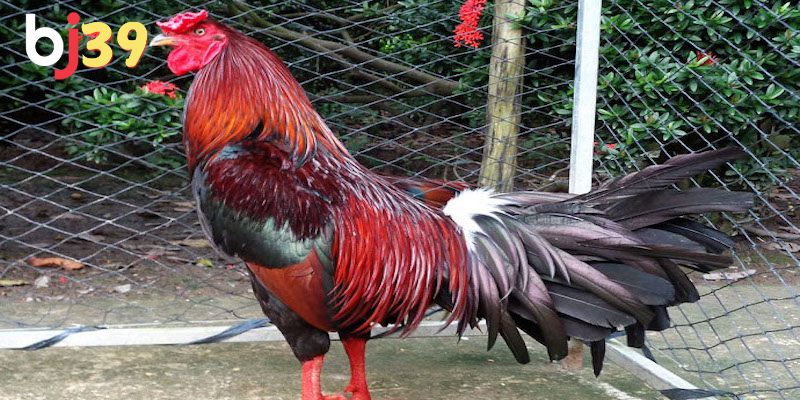 Giải đáp gà đá bao nhiêu tiền phụ thuộc vào yếu tố nào? Giá gà dao động theo giống chi tiết