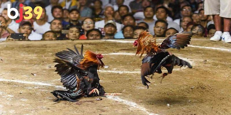 Gà Mỹ được sử dụng nhiều trong các trận đá gà kịch tính