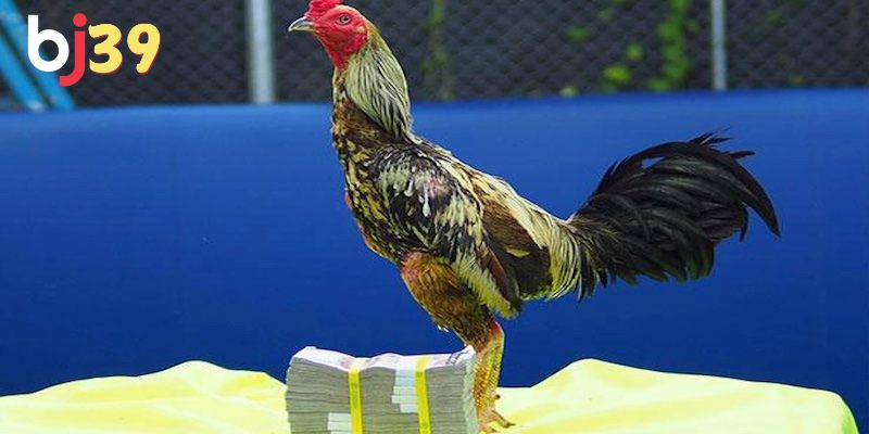 Vì sao chọi đá lại thu hút nhiều người tham gia?