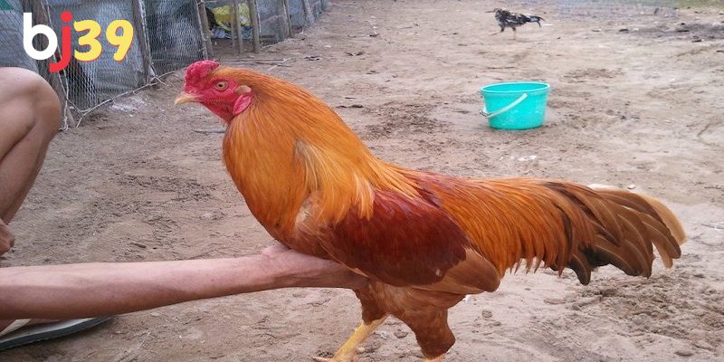 Đặc điểm nhận diện gà da vàng tự nhiên chi tiết