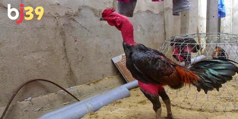 Gà mới đá về nên làm gì? 3 bước chăm sóc thiết yếu