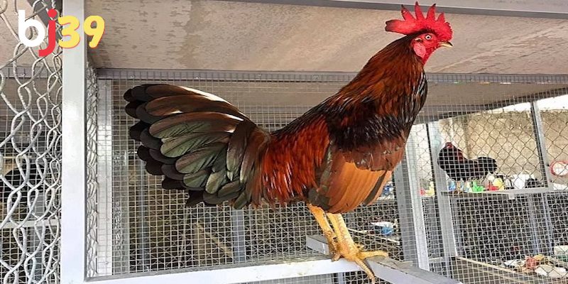 Những bước chăm sóc quan trọng khi Gà mới đá về nên làm gì?