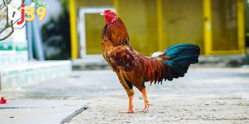 Vì sao chiến kê cần phải được chăm sóc khi xung trận trở về?