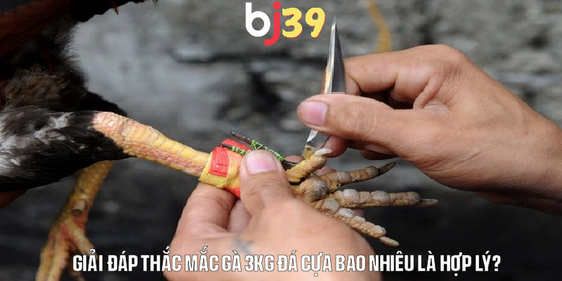 Giải đáp thắc mắc gà 3kg đá cựa bao nhiêu là hợp lý?