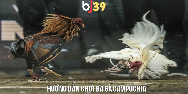 Các bước tham gia và mẹo chơi đá gà Campuchia là gì?
