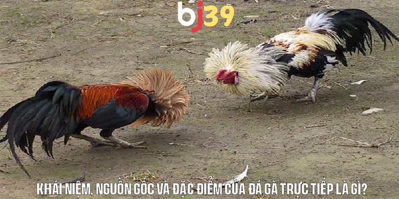 Khái niệm, nguồn gốc và đặc điểm của đá gà trực tiếp là gì?