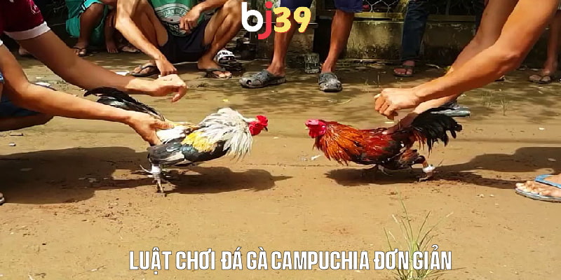 Luật chơi đá gà Campuchia là gì - Những quy tắc cơ bản