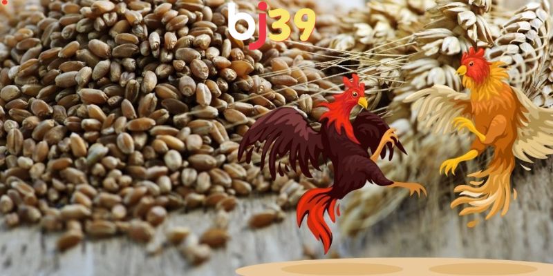 Gạo - Nguyên liệu quan trọng trong ngũ cốc cho gà đá
